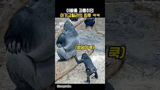 아빠를 괴롭히던 아기고릴라의 최후ㅋㅋㅋ #동물 #고릴라