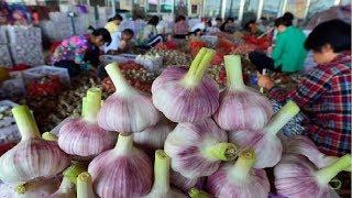 Japan Garlic Farm and Harvest - Amazing Japan Garlic Agriculture Technology Farm