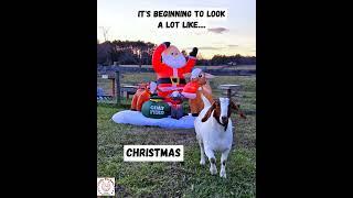 Our #rescuegoats take note of #Santa & his #goat elves ️ #christmas #goats