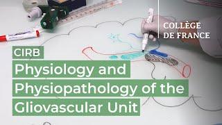 Physiology and Physiopathology of the Gliovascular Unit - Martine Cohen-Salmon