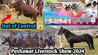 Peshawar Livestock ShowOrganized by Peshawar Animalia|| Show Start  ||November 8, 2024