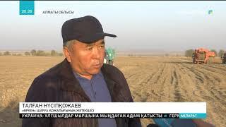 «Нарынқолдың картобы» бренді жанданды