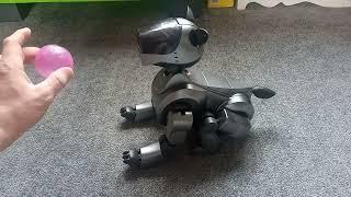 Sony aibo ers-210 start up and playing with aibo explorer software installed #internationaldogday