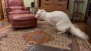 Borzoi spinning