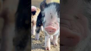 Why baby pigs are so cute! #pig #piggy #piglet #babyanimals #cuteanimals #idahopasturepigs