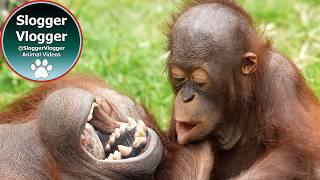 Babies Ganging Up On Orangutan Sprout At Dudley Zoo! #orangutans