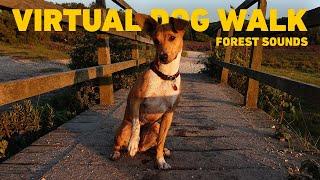 Dog TV for Dogs  Virtual Dog Walk in the Forest to Watch  Relaxing Music for Dogs