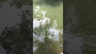 Can you guess how many fishes are in the pond ? ( Comment down bellow for your answer)