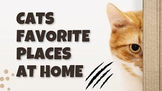 Cats Favorite Places at Home - Cat's Knowhow