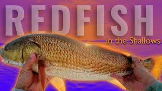 Taking a BIG Risk for Tailing Redfish | Fishing Matlacha/Pine Island, Florida