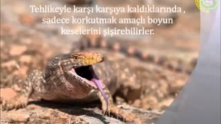 Varanus griseus / Dev Kertenkele, Çöl Varanı / Desert Monitor