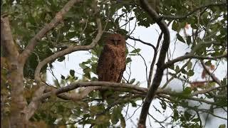 Top birding - Pel's Fishing Owl in Africa #birdwatchingadventures