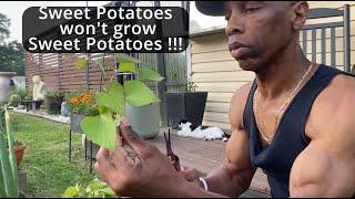 Sweet potatoes won't grow Sweet potatoes!!!