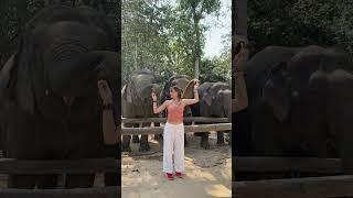 Asian elephant conservation _ Elephant Protection | A Story of Hope and Redemption