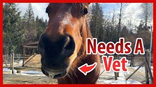 Horse Excessive Drooling Is A Priority Vet Call!