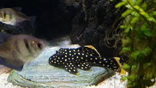 The most beautiful pleco. L177 Gold Nugget.