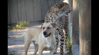 Kumbali and Kago Explore the Zoo