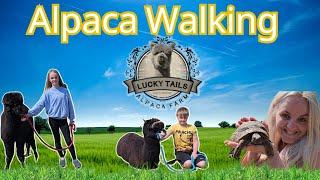 The Kids Try Alpaca Walking #fun #alpacafarm