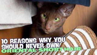 10 Reasons Why You Should Never Own an Oriental Shorthair Cat! 