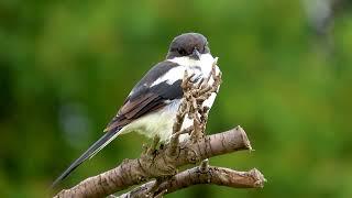 South African's birds of prey, Common Fiscal Shrike, shot on canon powershot sx70hs