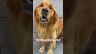 GOLDEN ALERT! ⏱️ #goldenretriever