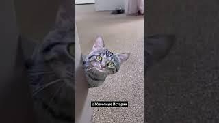 Ох уж эти кошки№75 #кошка #кот #котенок #животные #приколы #животные #животные #cat #прикольныекоты