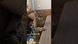 26.02 С котами все хорошо️ #youtube #cat #веселыекоты #shortvideo #catlover #прикольныекоты #котик