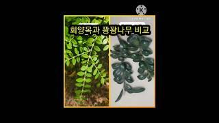 관목인 회양목과 꽝꽝나무 구분