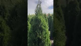 Туя смарагд 1.50 - 1.70 метра