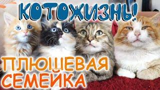 ПЛЮШЕВАЯ СЕМЕЙКА  КОТОЖИЗНЬ! 20-22 СЕНТЯБРЯ 2019