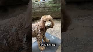 Penny Needs a Bath #caitylotz #dogsofinstagram #instagramstories #legendsoftomorrow