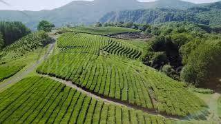 Flight over tea plantation. Krasnodar, Sochi, Russia, From Dron