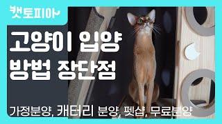 고양이 분양 방법에 대하여(가정분양,캐터리,펫샵,무료분양 장단점)