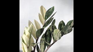 All the Known Varieties of ZZ Plant (Zamioculcas zamiifolia) - 12 cultivars