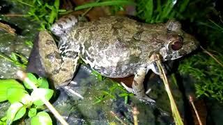 Local Frog