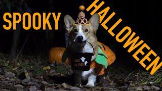 HALLOWEEN ADVENTURE - Topi the Corgi