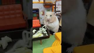 Hamster SNACKS in LIBRARY!!仓鼠在图书馆吃面