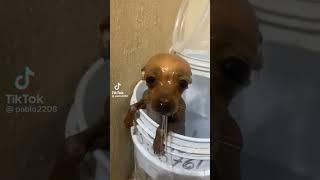 Bañaron a un inocente  #youtubeshorts #parati #perritos