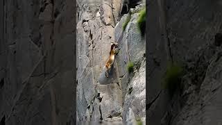 Climbing Master! This Goat’s Skills Will Leave You Speechless! ️ #wildlife #goat #animals #nature