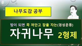 자귀나무 vs 왕자귀나무 : 무엇이 어떻게 서로 다를까?