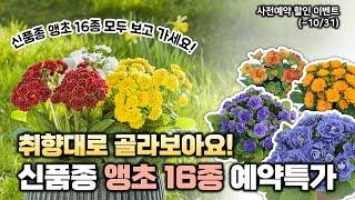 앵초 사전예약 할인이벤트 취향대로 골라보아요️ 신품종 앵초 16종 모두 소개드립니다!