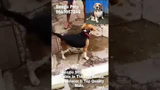 9645957244 whatsap stud service for beagle
