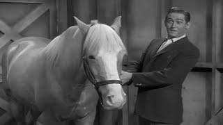 Mister Ed Season 1 Episode 1 (1961) The First Meeting