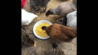 Chickens And Scrambled Eggs