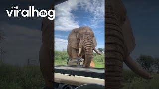 Close Encounter With Curious African Elephant || ViralHog