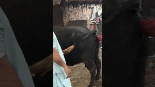 village life with Waheed Aslam enjacken