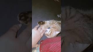 Cato playing  #cat#funnyvideo#ytshorts#ytshorts