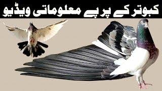 Pigeons Feather an Informative Video