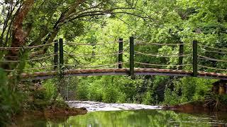 3 Hours Relaxing sounds of the river - gentle river, sounds of nature, singing birds