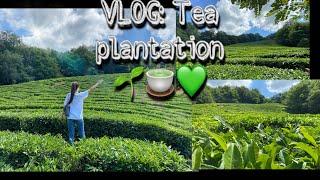 VLOG: Tea Plantation  / Отправились на экскурсию по Чайным плантациям с девчонками  